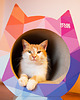 legowiska dla psów i kotów DRAPAK  DOMEK  LEGOWISKO dla kota "CAT Triangle"