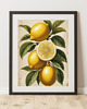 grafiki i ilustracje PLAKAT  grafika botaniczna  vintage cytryny