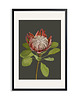 plakaty PLAKAT (poster) KWIAT PROTEA