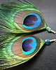 kolczyki z piórami Pawie pióra