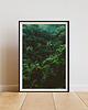 plakaty Plakat -Jungle