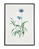 plakaty Plakat botaniczny GRAFIKA niebieski Chaber
