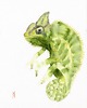 obrazy Oryginalna akwarela. Kameleon