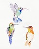 obrazy Oryginalna akwarela. Kolibry