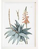 plakaty ALOES  ZIELNIK plakat  A4, A3, 30X40cm