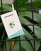 przypinki Pin monstera 'Variegata'