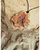 wisiory WOOD MOOD amulet