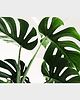 podkładki do kuchni Podkładki na stół Monstera 4szt. 40x30cm