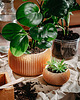 doniczki Średnia doniczka 71P03.500.OAK / eko / zero waste / minimalizm
