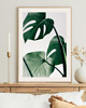 fotografia PLAKAT MONSTERA LIŚCIE BOTANICZNY z monsterą