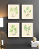 grafiki i ilustracje PLAKATY  botaniczne paproć grafiki  vintage