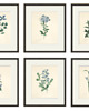 grafiki i ilustracje Kwiaty Ilustracja Druk Botaniczny prezent stara Grafika Rysunek