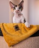 legowiska dla psów i kotów Kocyk CHILLOUT dla psa i kota, dwustronny, miękki materiał minky, musztardowy