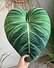 poduszki z grafiką Poduszka Liść Philodendron Gloriosum