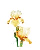 plakaty Plakat Iris