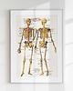 plakaty Plakat retro- anatomia