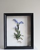 inne Dekoracja botaniczna, obraz - niezapominajka