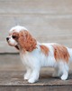 figurki i rzeźby King Charles Spaniel Mianiatura