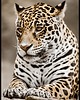 plakaty Plakat "Jaguar"