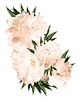 tapety i naklejki ścienne Naklejka Peony flowers 100x130cm
