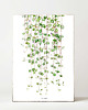 plakaty Plakat Ceropegia woodii