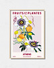 plakaty Plakat botaniczny "Ateny"