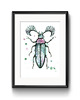 grafiki i ilustracje Rhipicera femoralis, 30x21, A4