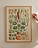 grafiki i ilustracje grafika Legumes et Plantes Potageres (reprint)