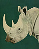 plakaty Plakat - Rhino