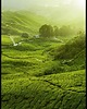 plakaty Plakat "Plantacja herbaty"