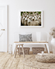 plakaty PLAKAT fotografia owce barany góry