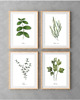 grafiki i ilustracje PLAKATY DO KUCHNI zioła botaniczne
