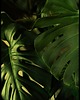 plakaty Plakat "Ciemna monstera dziurawa"