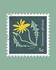 plakaty Mniszek lekarski/ seria Herbarium plakat 40x40 cm