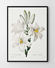 plakaty Plakat White flowers