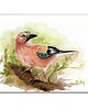 grafiki i ilustracje Akwarela ręcznie malowana "Sójka"