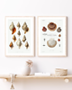 plakaty DWA PLAKATY muszle vintage ilustracje