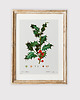 plakaty Plakat z botaniczną ryciną ILEX