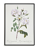 plakaty Rosa campanulata - Plakat botaniczny - Retro