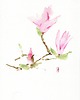 obrazy Oryginalna akwarela. Magnolia