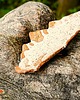 patery i talerze Talerzyk  ,,czółenko" wypał tradycyjny piec na drewno