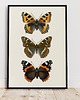 plakaty Plakat  "Motyle" 30x40cm