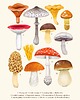 plakaty Plakat "Grzyby" 30x40 cm na kremowym tle
