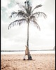 plakaty Plakat "Palma na plaży"
