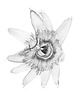 plakaty Plakat  Passiflora caerulea