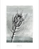 plakaty Protea  print 50x70 cm