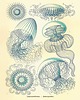 grafiki i ilustracje Rysunek grafika litografia meduza ocean