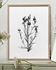 grafiki i ilustracje Osty 30x40  - grafika botaniczna