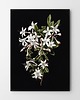 plakaty Plakat Black Flower