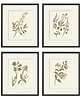 grafiki i ilustracje Zestaw Grafik Botanicznych Vintage